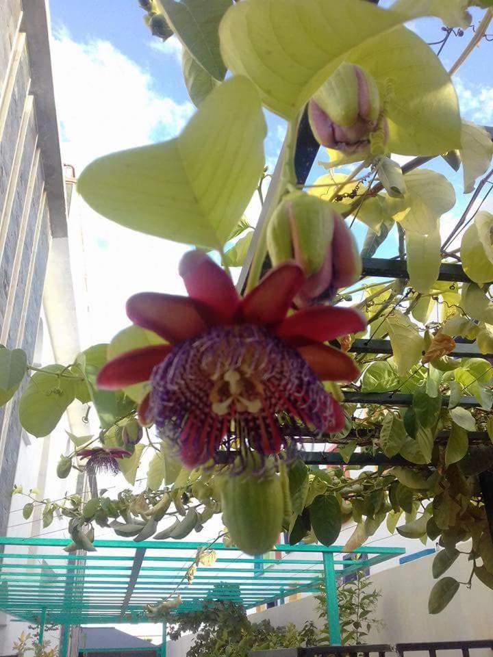 Riad Passiflora フェズ 部屋 写真